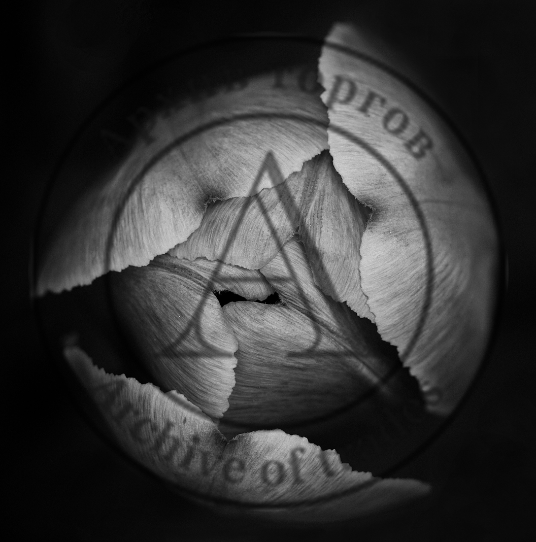 Tulip BW (Тюльпан)