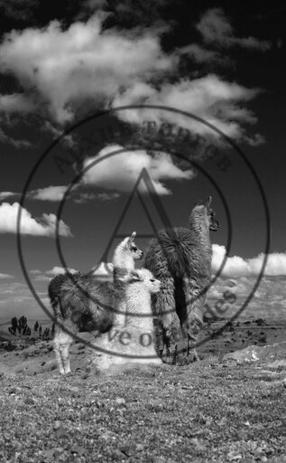 Llama dreams 1 (Сны ламы 1)